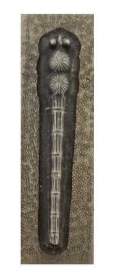 Picture of Impression Die Dragonfly Body