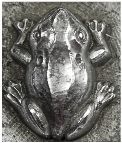 Picture of Impression Die Frog of the Swamp