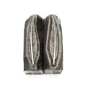 Picture of Impression Die Set Narrow Feathers