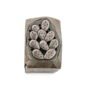 Picture of Impression Die Prickly Pear Cactus