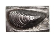 Picture of Impression Die Mussel Shell