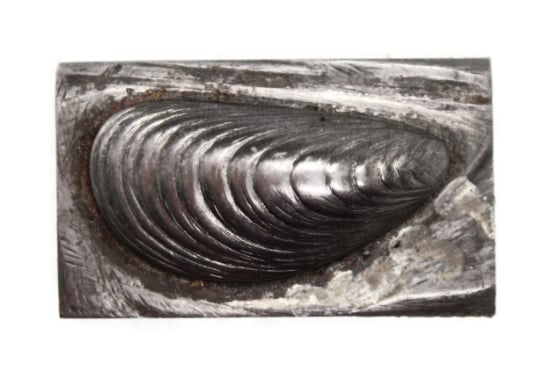 Picture of Impression Die Mussel Shell