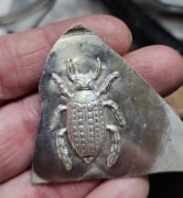 Picture of Impression Die Feather-Footed Beetle