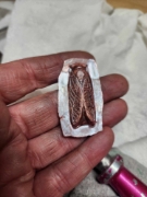 Picture of Impression Die Cicada