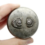 Picture of Impression Die Ammonite