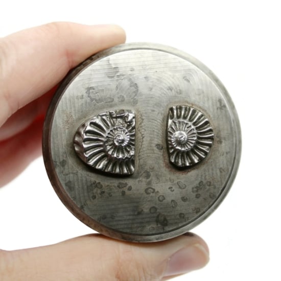 Picture of Impression Die Ammonite
