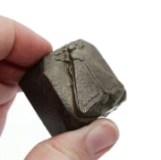 Picture of Impression Die Sleeping Moth