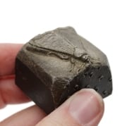 Picture of Impression Die Sleeping Moth