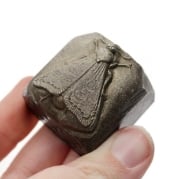 Picture of Impression Die Sleeping Moth