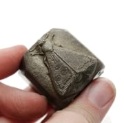 Picture of Impression Die Sleeping Moth