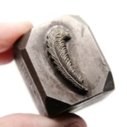 Picture of Impression Die Little Curled Feather