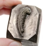 Picture of Impression Die Little Curled Feather