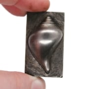Picture of Impression Die Smooth Whelk Shell