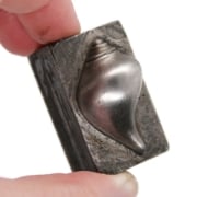 Picture of Impression Die Smooth Whelk Shell