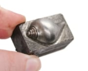 Picture of Impression Die Smooth Whelk Shell