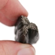 Picture of Impression Die Dark Forest Leaf Quartet