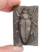 Picture of Impression Die Large Maybeetle