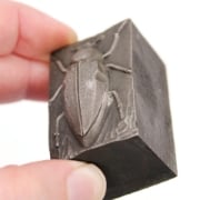 Picture of Impression Die Large Maybeetle