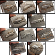 Picture of Impression Die Gone Fishing Mystery Shot Plate