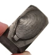 Picture of Impression Die Small Oyster on a Stick