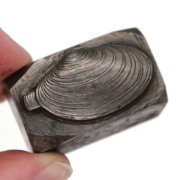 Picture of Impression Die Small Oyster on a Stick