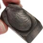 Picture of Impression Die Small Oyster on a Stick